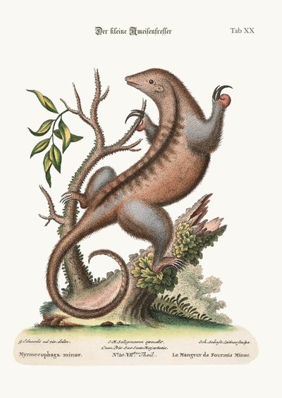 The little Ant-Eater, 1749-73 by George Edwards